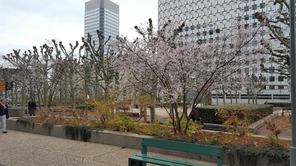 Arbres en fleur en novembre (!) à La Défense