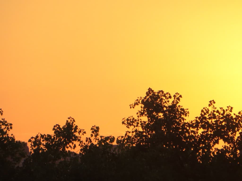 arbres illuminés