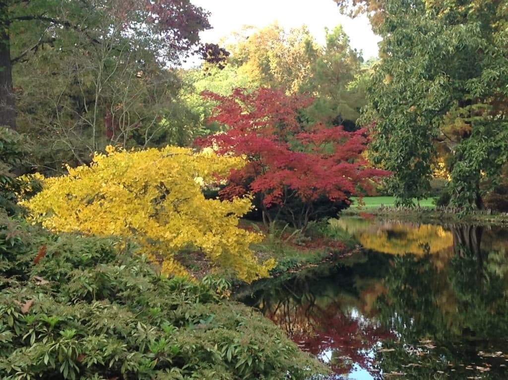 Automne a l'arboretum 