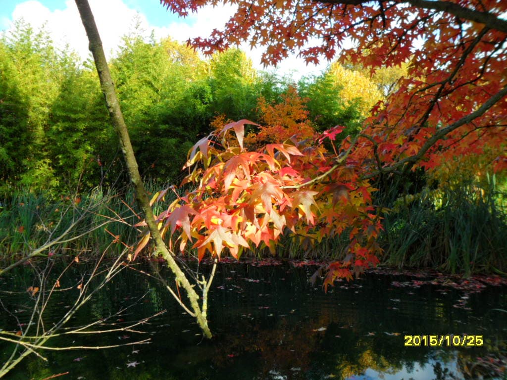 automne à l'arborétum