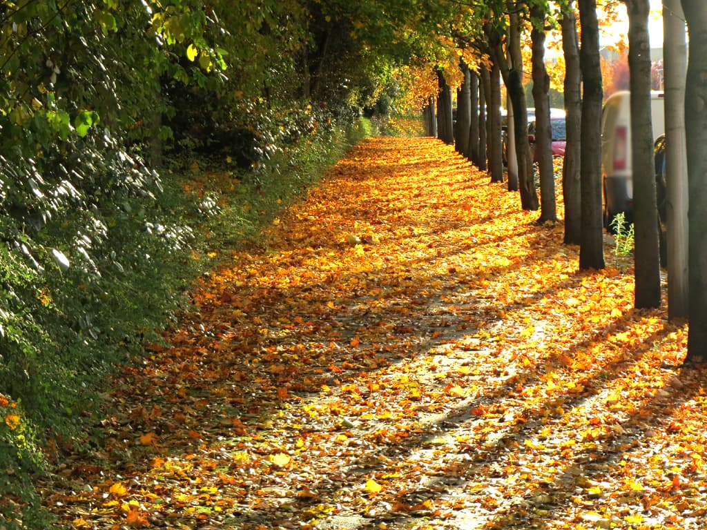 Automne  decal horaire : 16h02