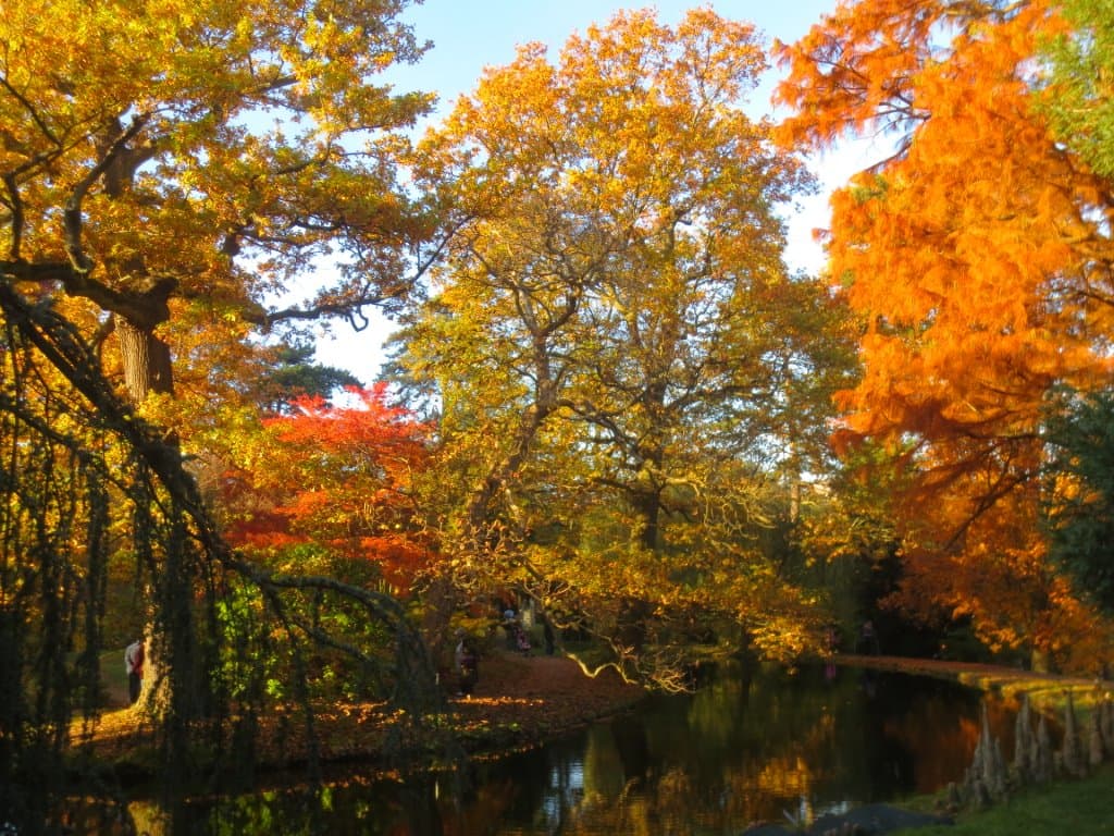 Automne flamboyant 