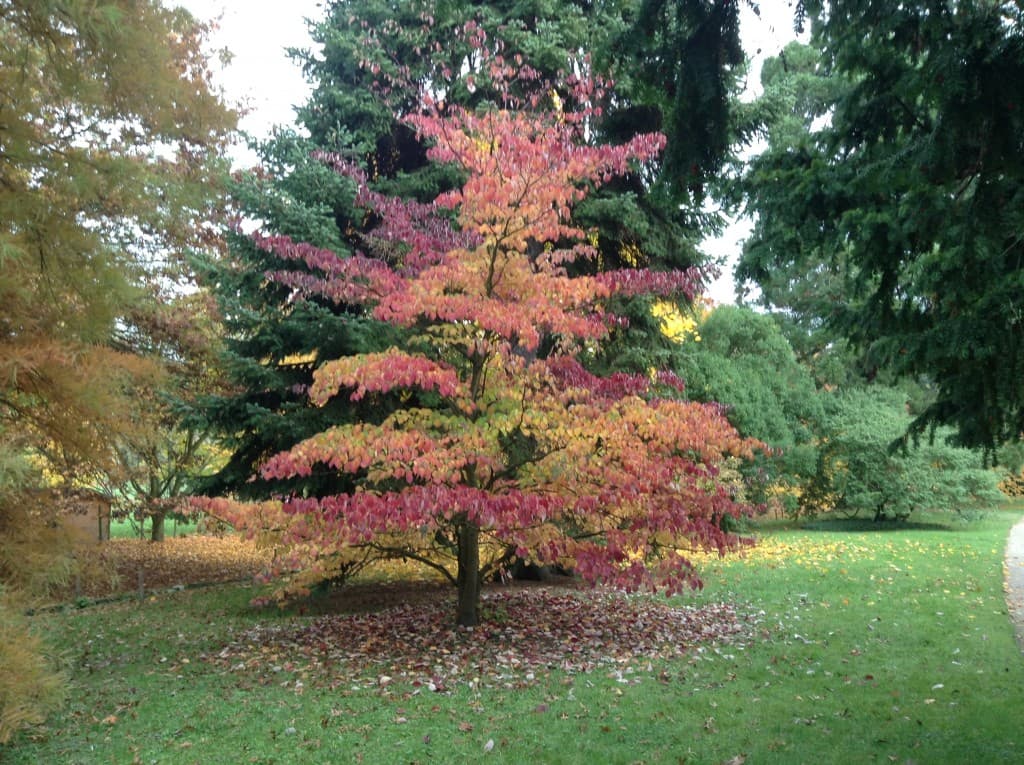 Automne sou le soleil