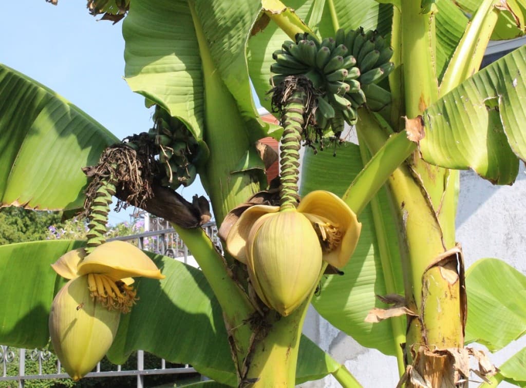 Bananes d'Argenteuil