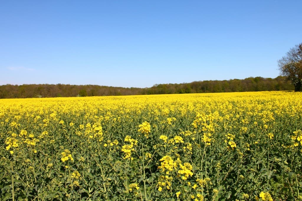 Belle journée à St Remy