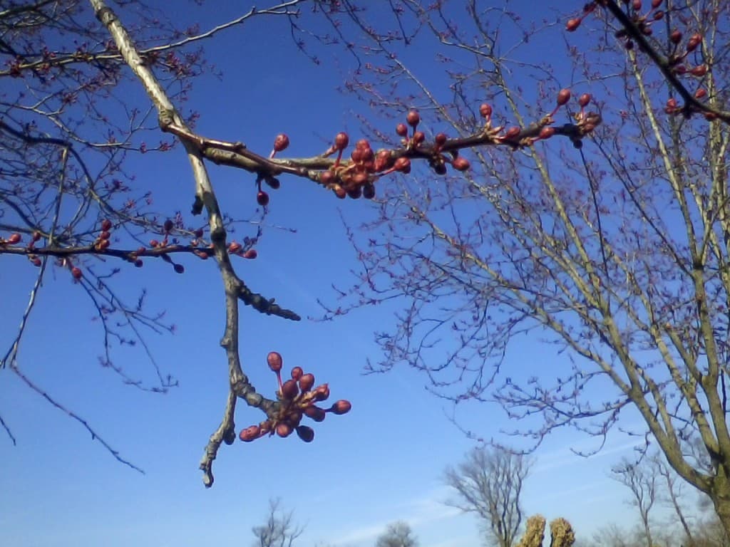 Bientôt le printemps