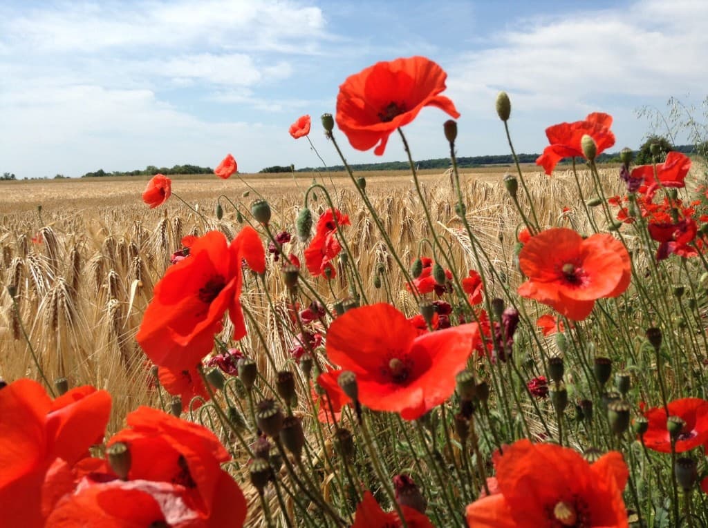Blé et coqulicots