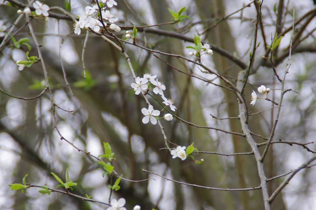 Ca sent le printemps