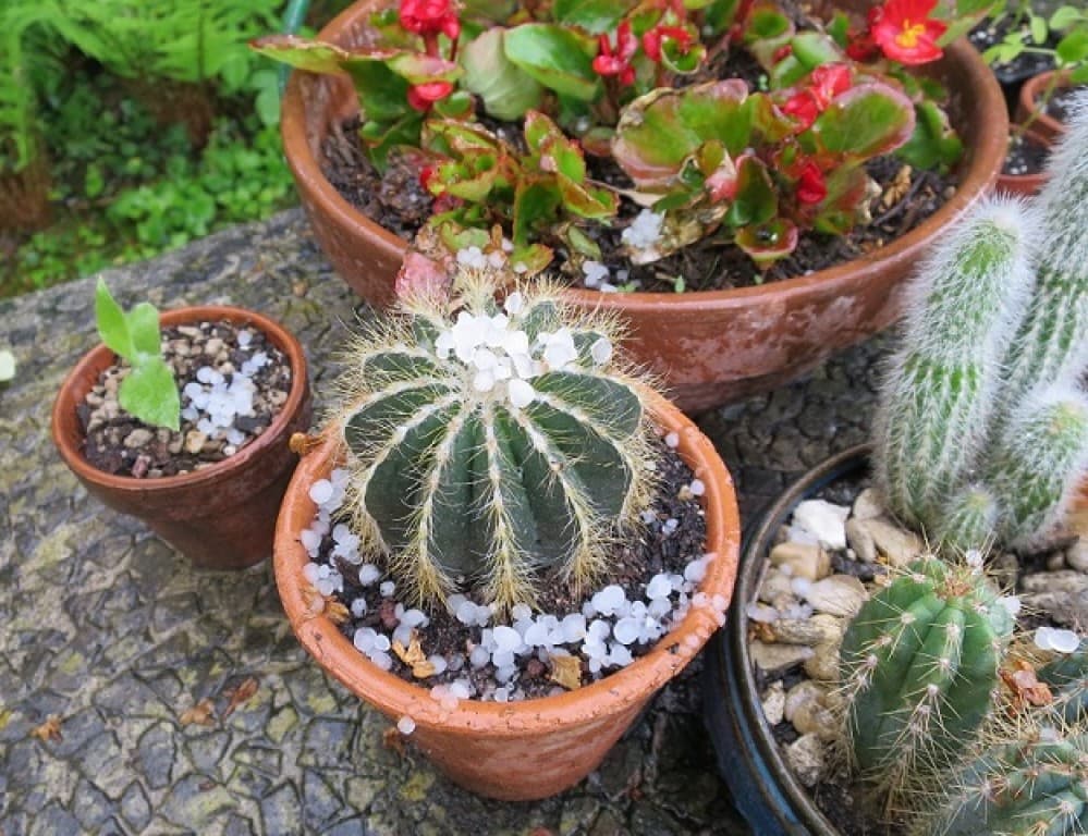Cactus sous la grêle