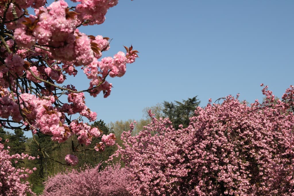 Cerisiers en fleurs