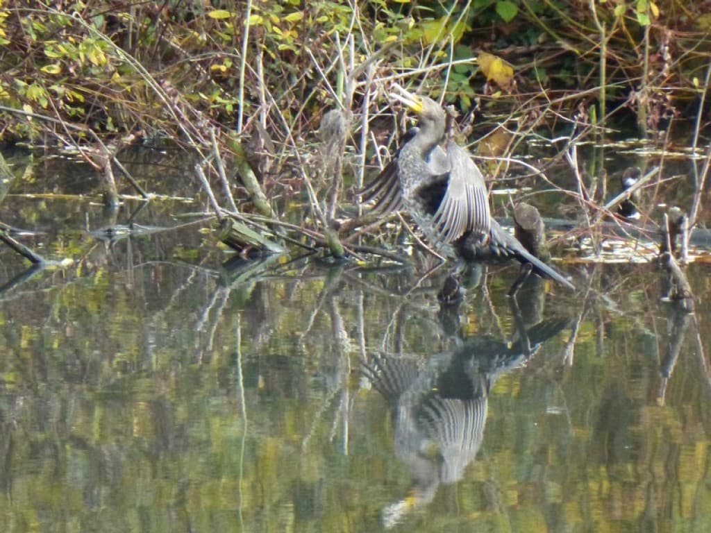 cormoran séchant ses ailes