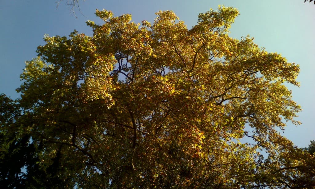 Couleurs d'Automne aux beaux jours