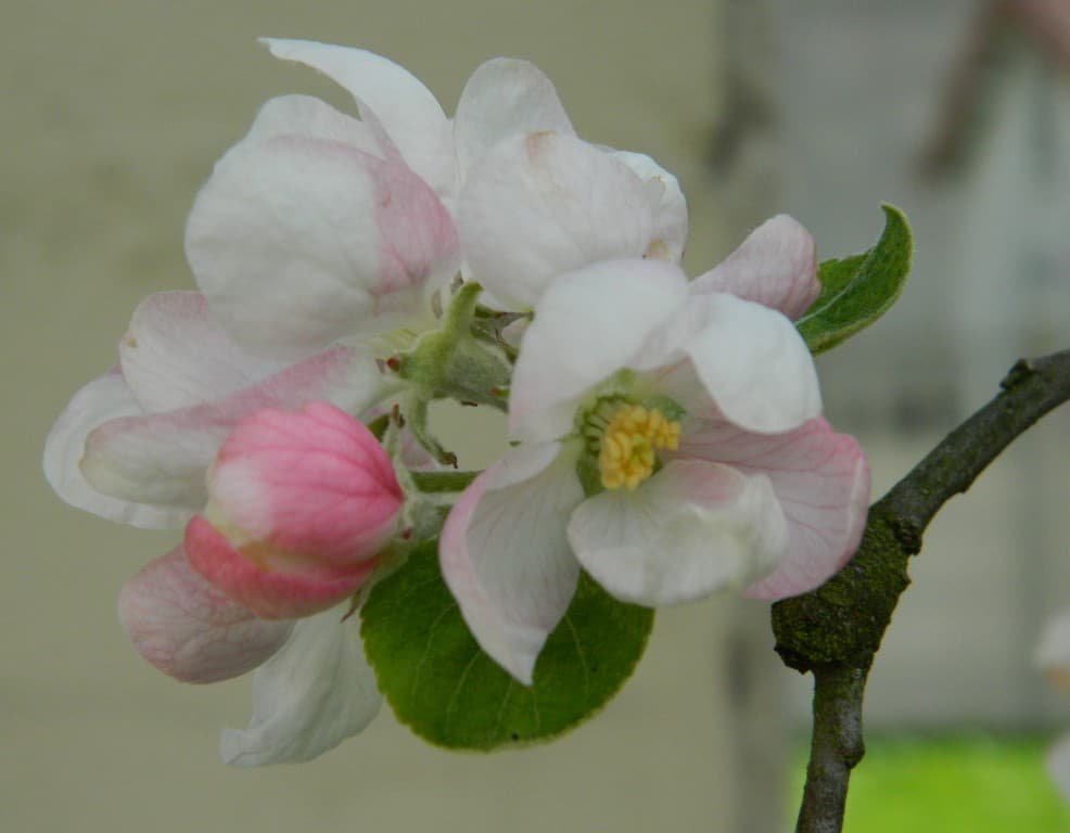 délicate fleur de pommier