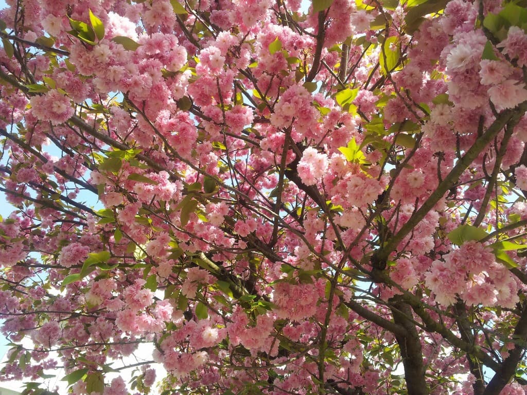 Enfin le printemps????