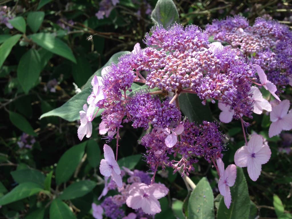 Jardin bleu, Jardin Le Sidaner