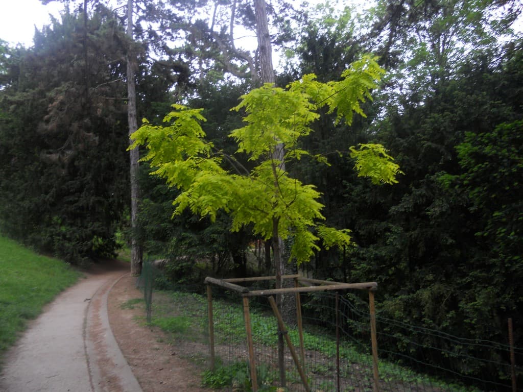 jeune arbre aux buttes chaumont