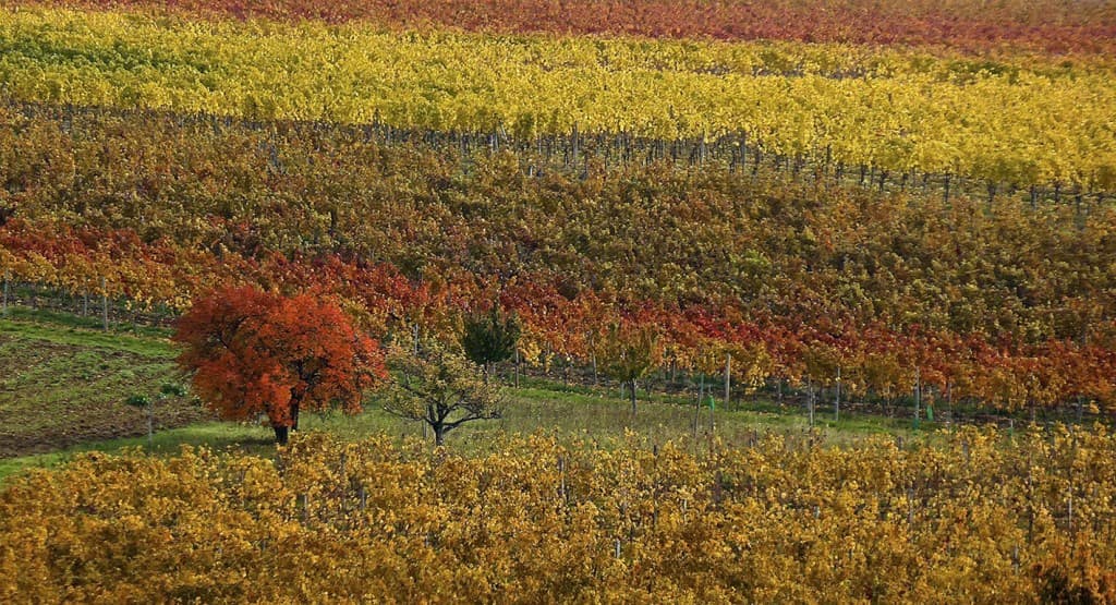 L'Automne en Bourgogne - Babeth Bonnereau