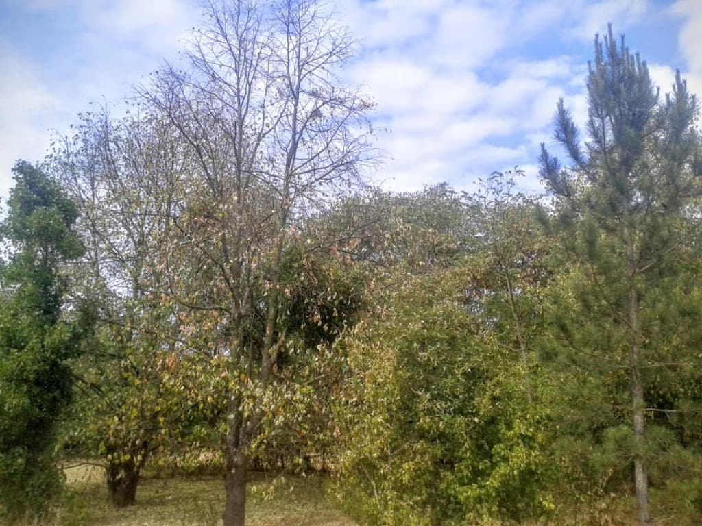 l'automne ? non la  secheresse