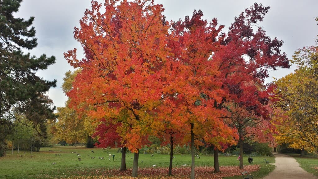 l'automne
