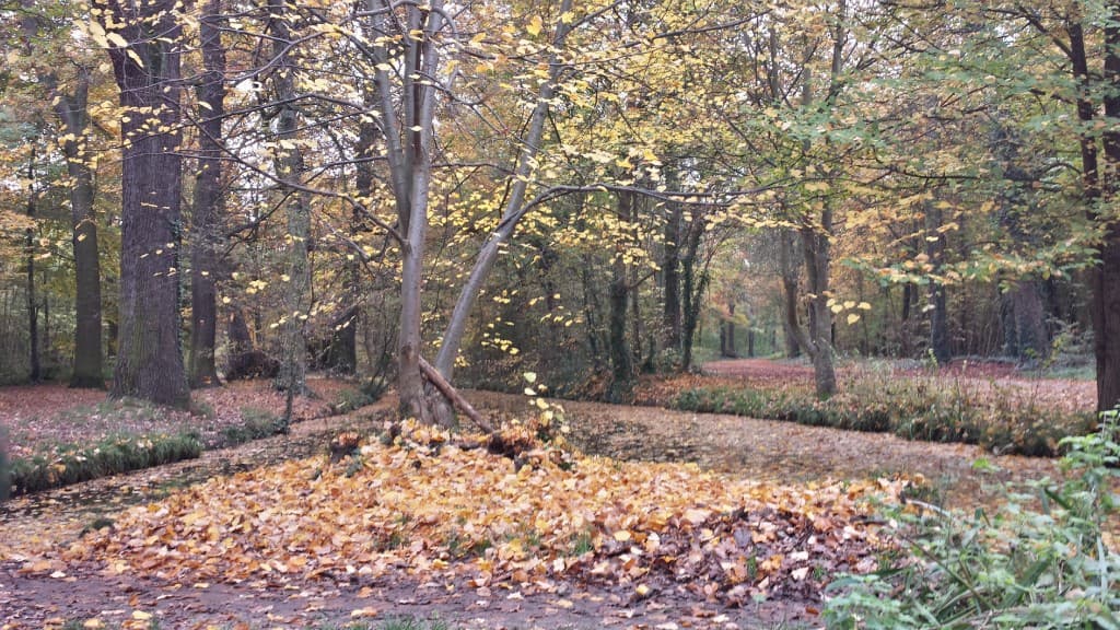 l'automne