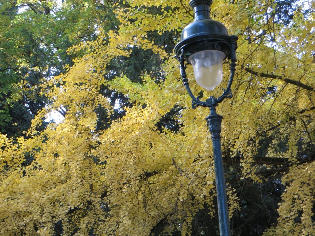 lanterne dans les feuilles
