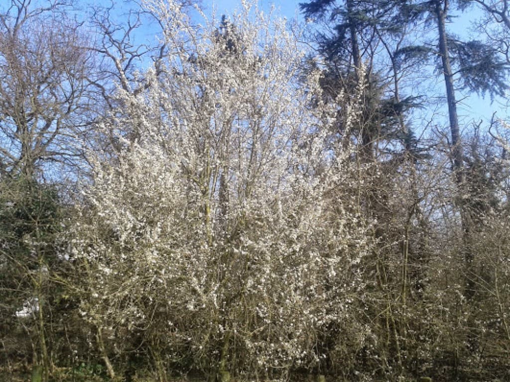 les mirabelliers sont en fleurs