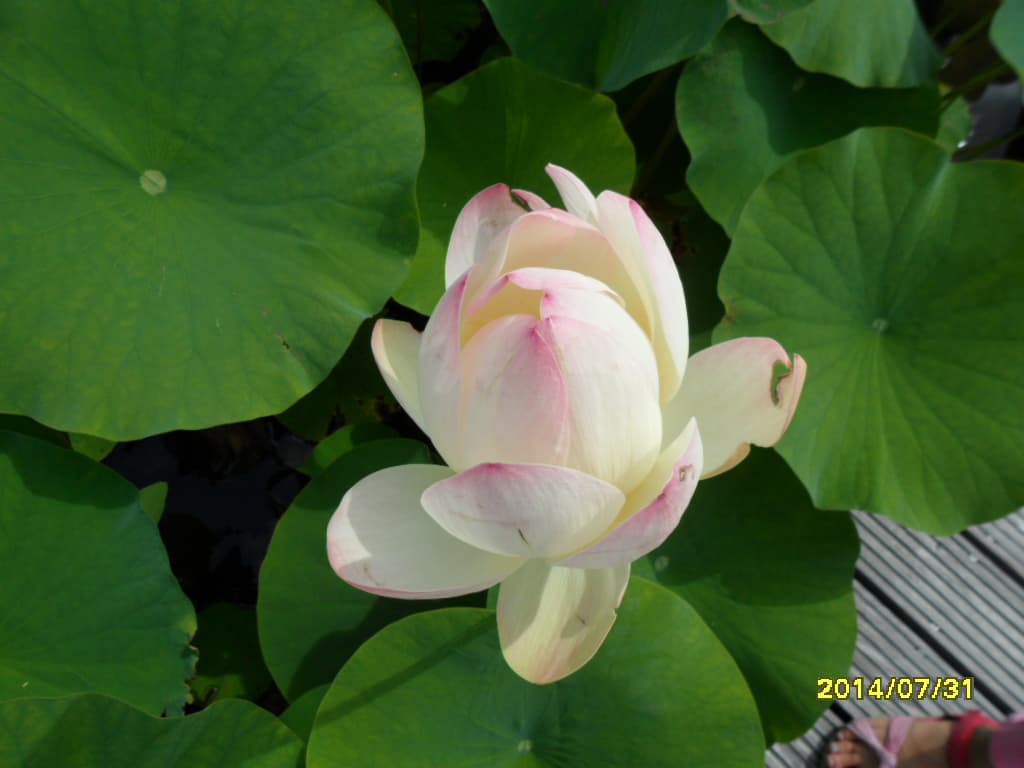 lotus