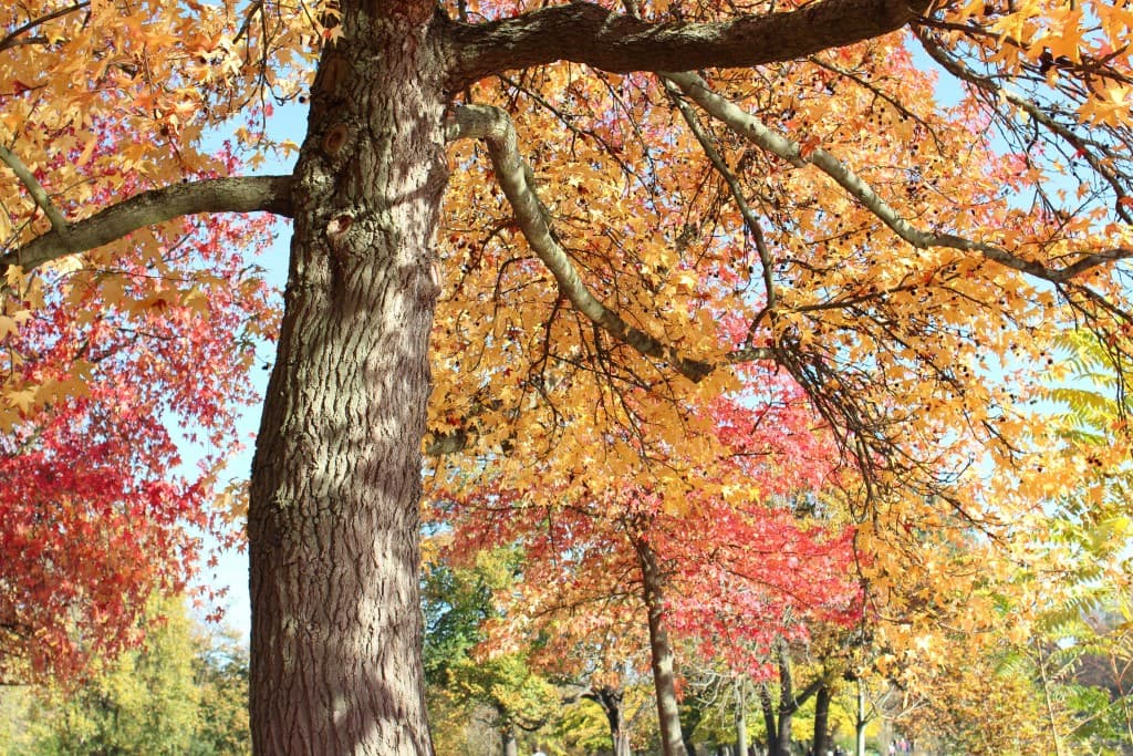 Magie des couleurs