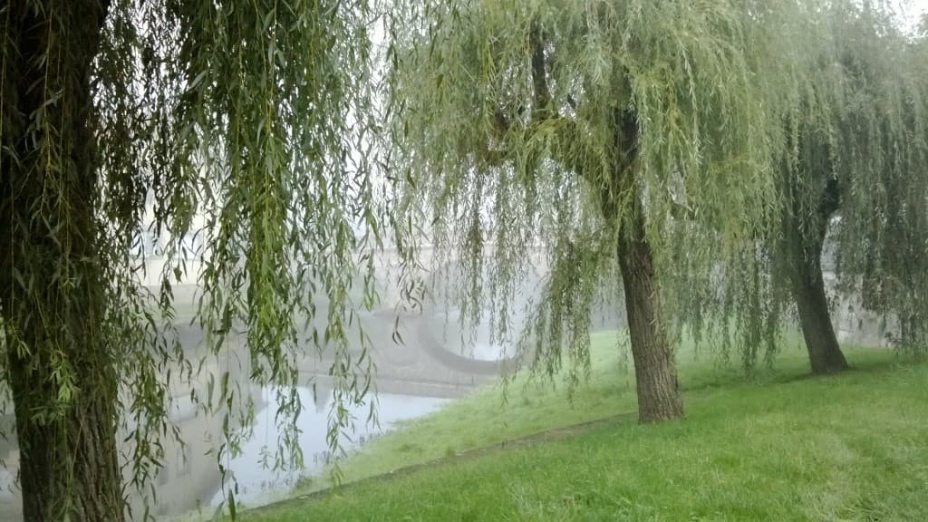 matin d,automne