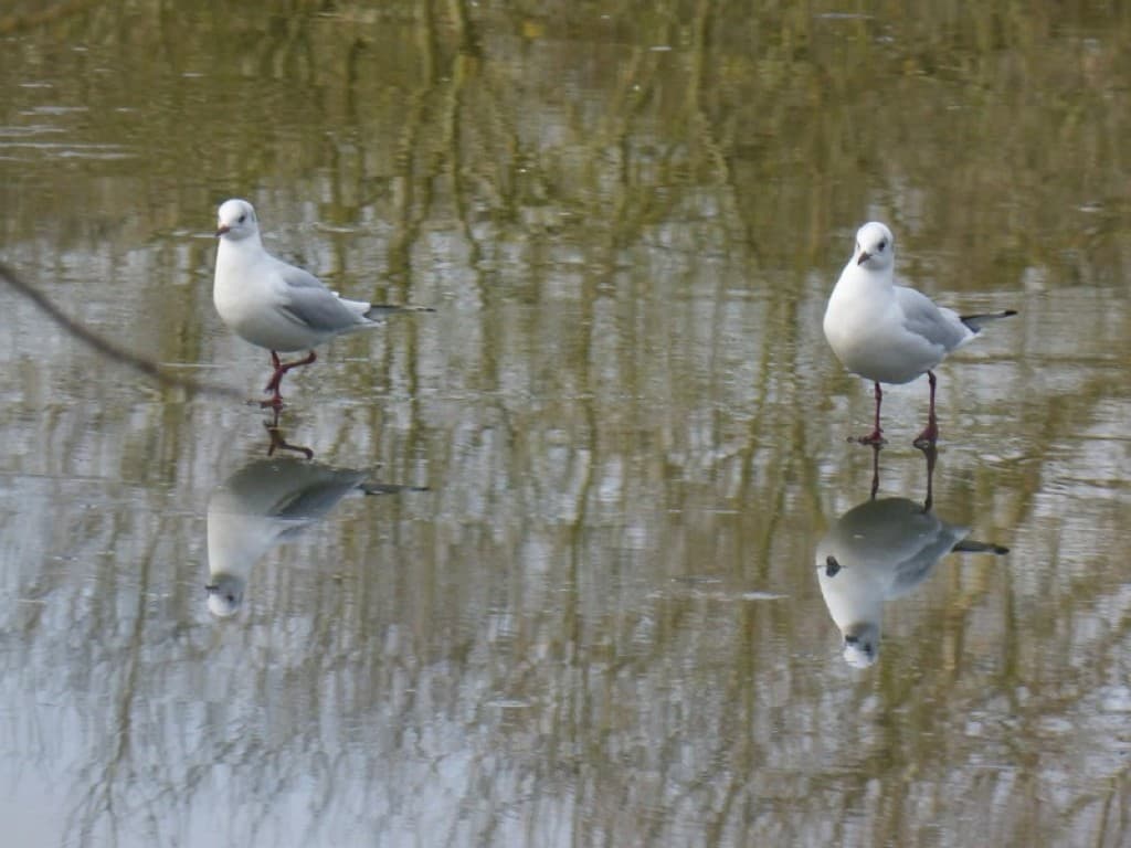 mouettes sur la glace