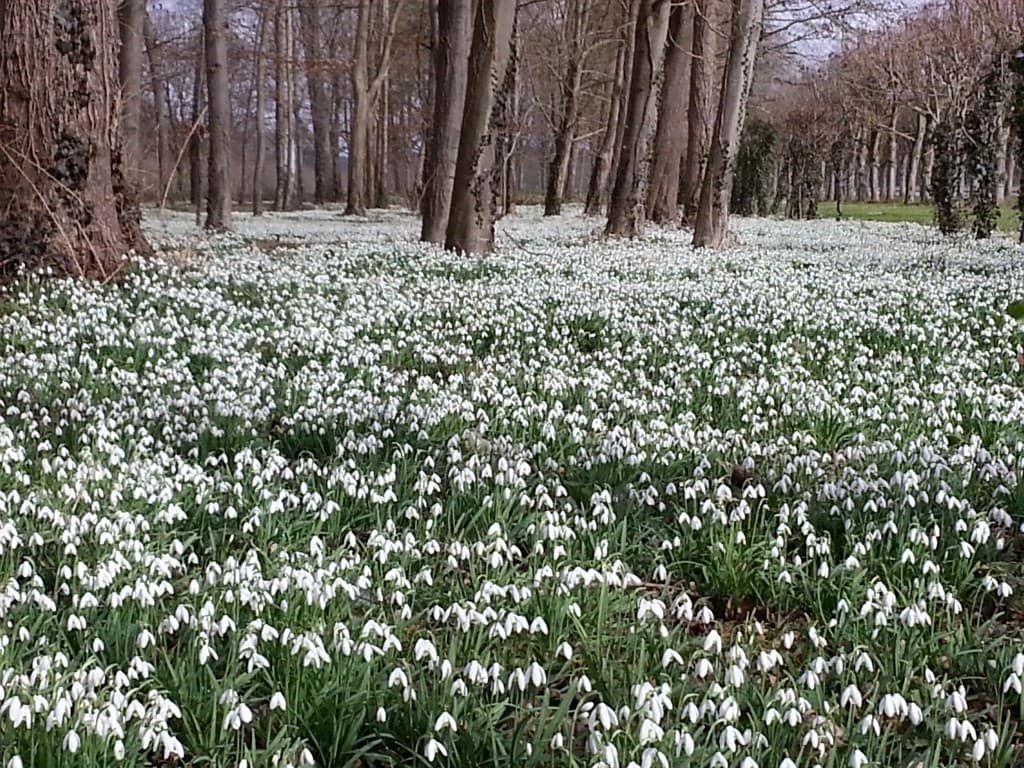 perce neige