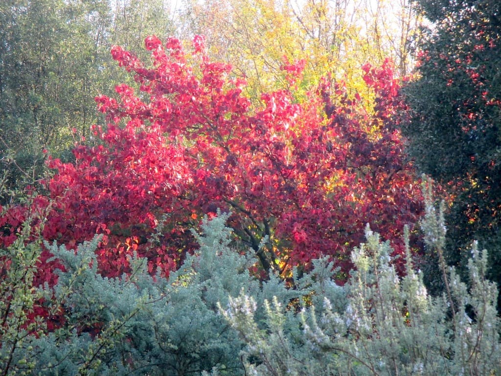 Pourpre de novembre