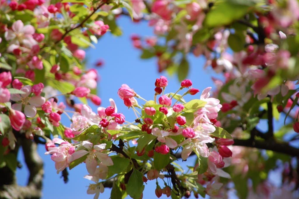 Printemps à Paris