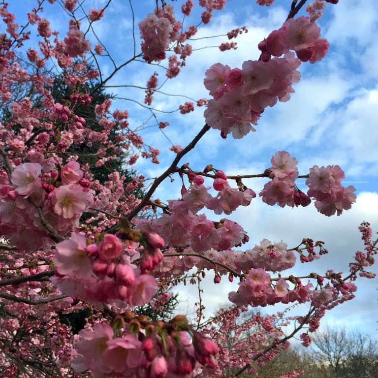 Printemps au Parc Sainte Périne.