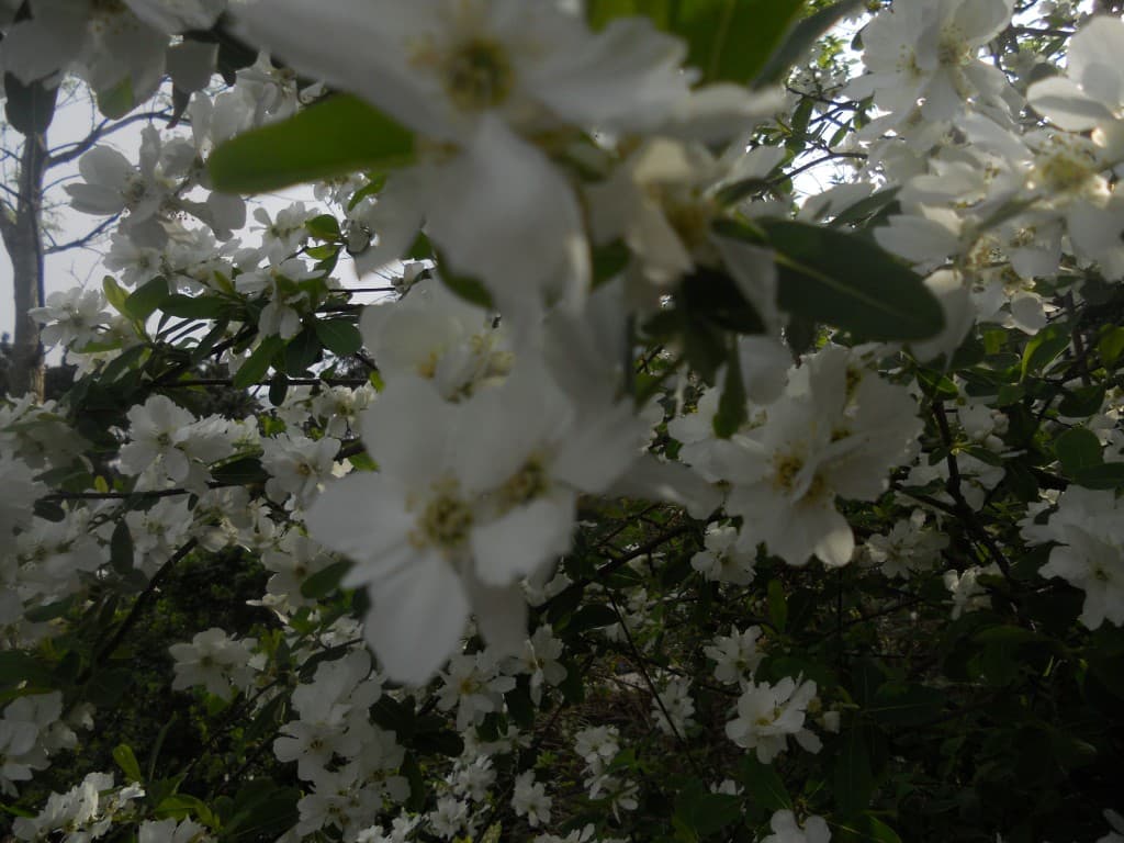 printemps blanc