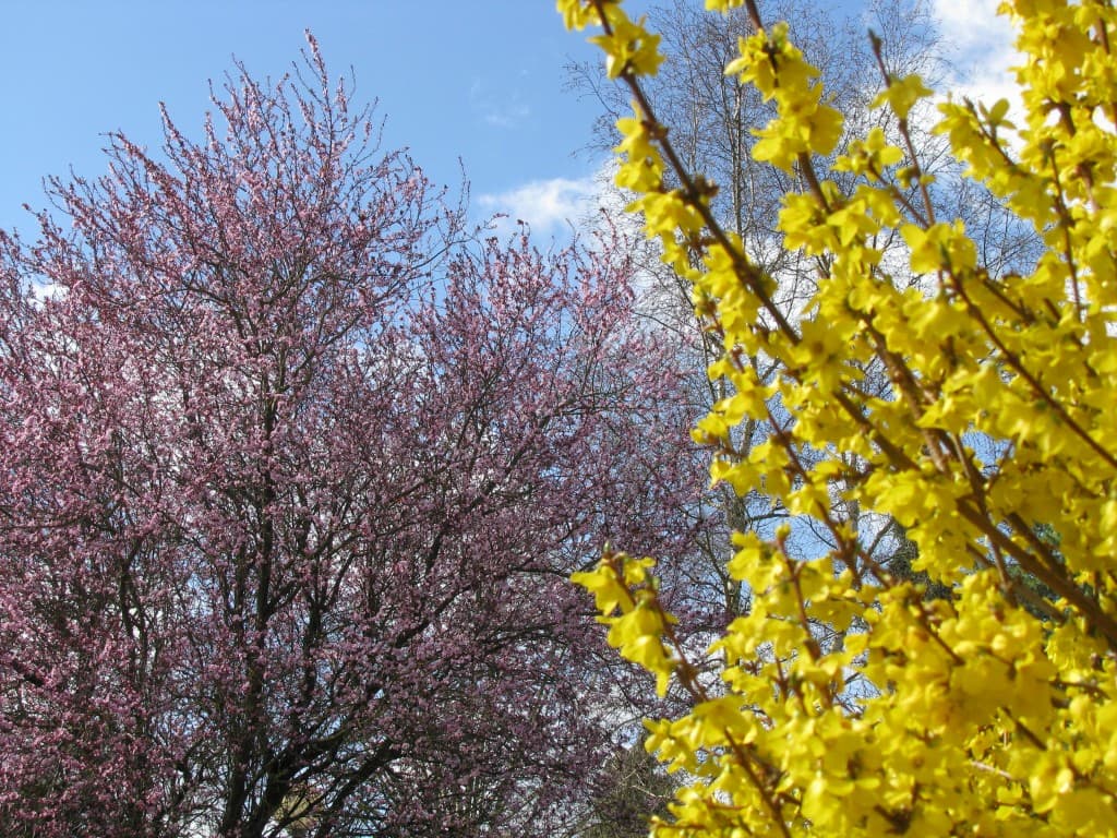Printemps