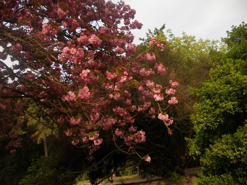 rosa