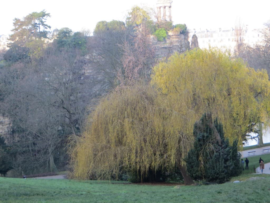 saule en hiver