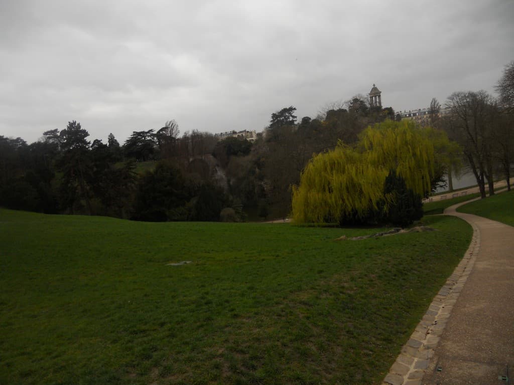 saule pleureur