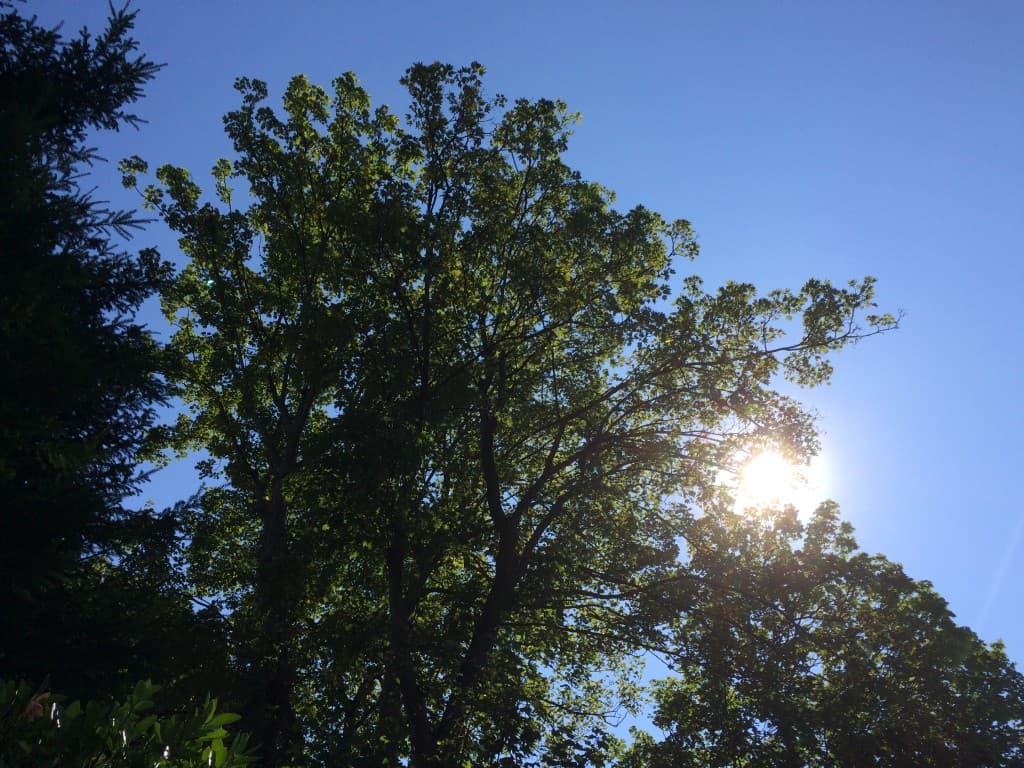 Soleil en arbre
