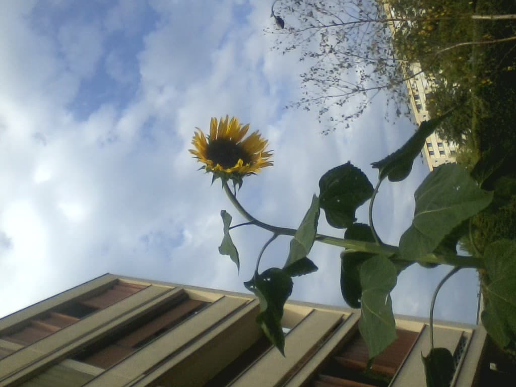 Tournesol