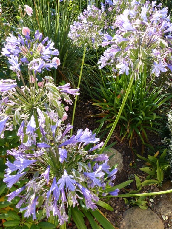 Agapenthes de Bretagne sud