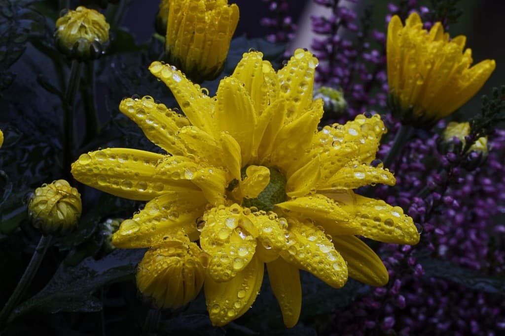 Après la pluie