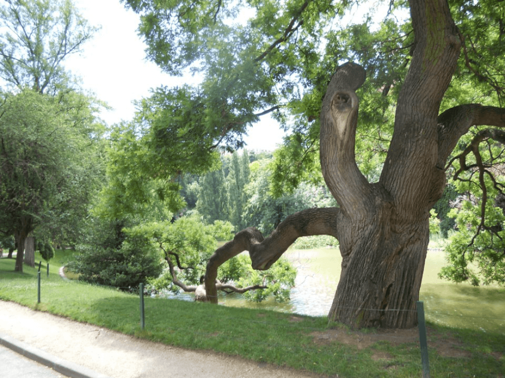 arbre aux buttes chaumont