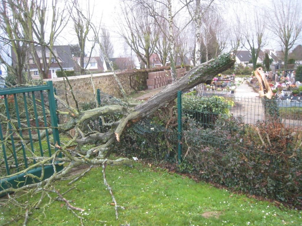 Arbre cassé à Leuville sur orge