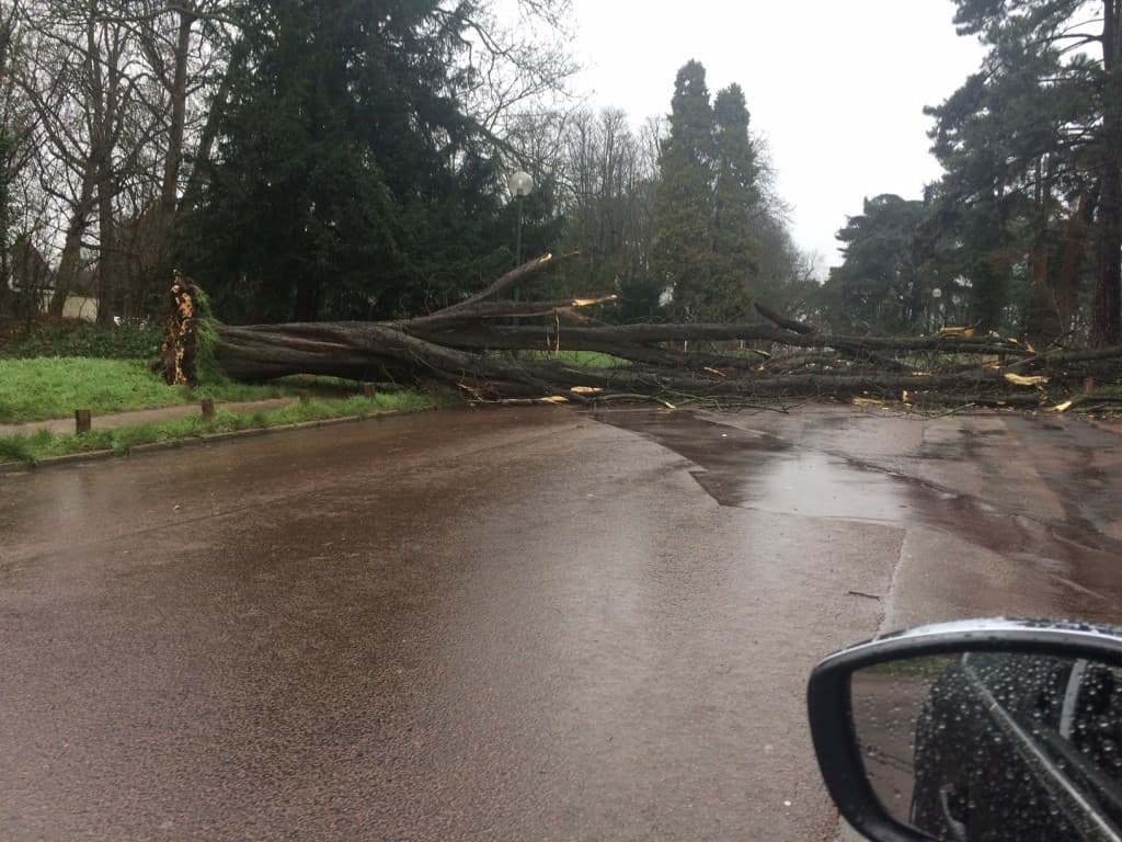 Arbre déraciné au Bois de Vincennes