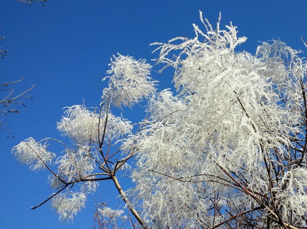 Arbres givrés à Villejuif.