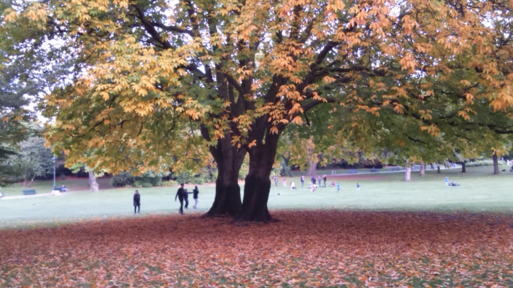 BEL ARBRE