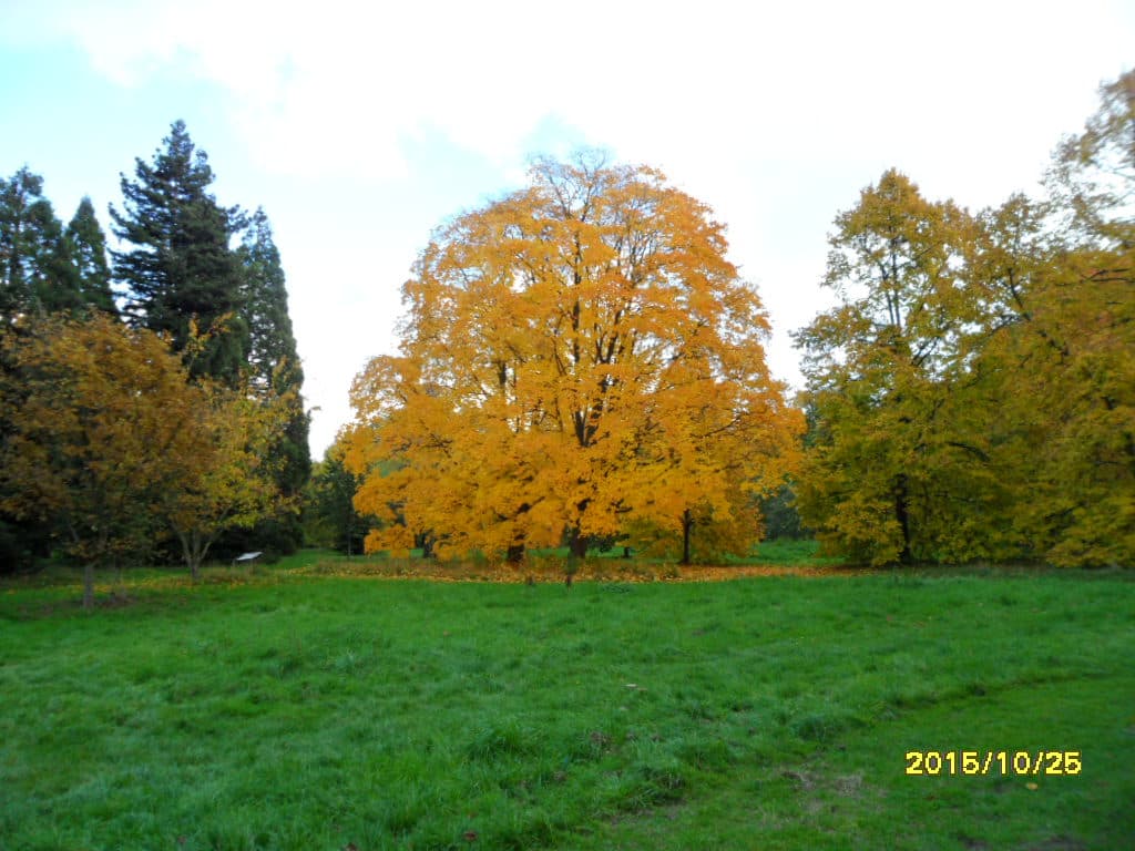 bois de vincenne