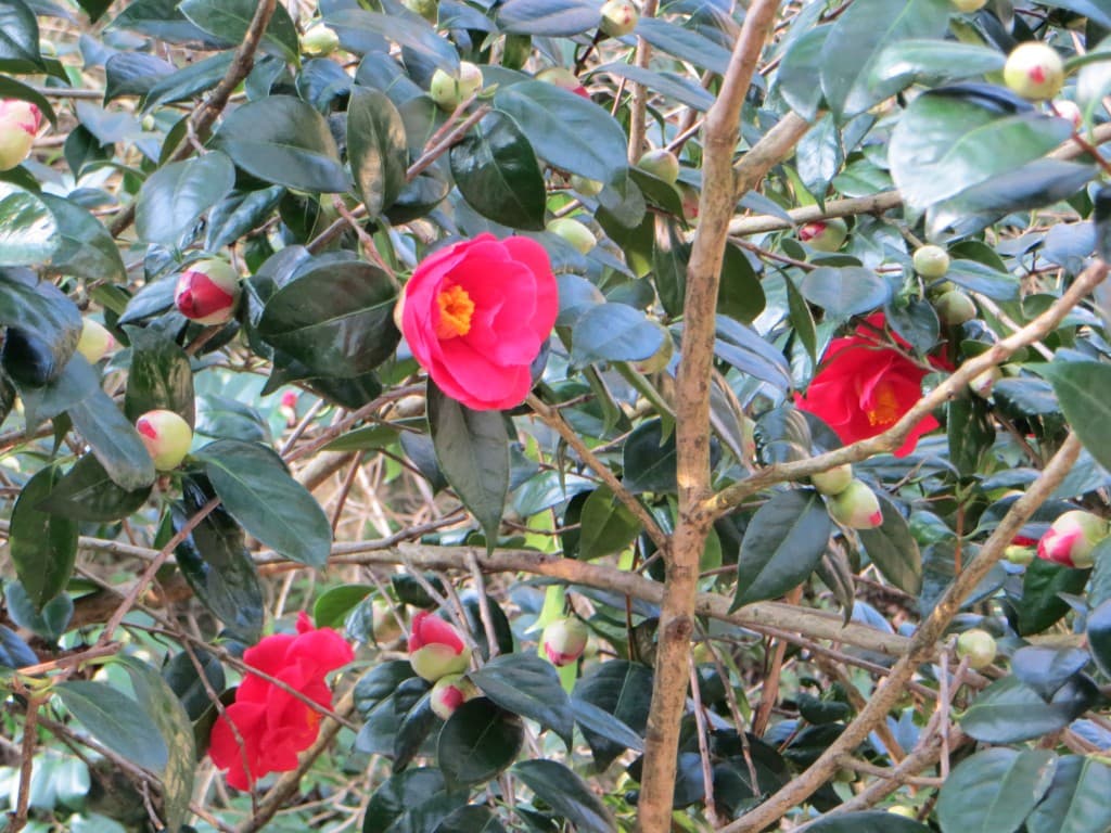 camélias en fleur